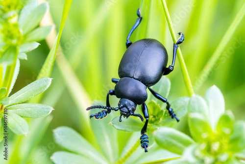 Bloody-nosed beetle (Timarcha tenebricosa) dans l'herbe