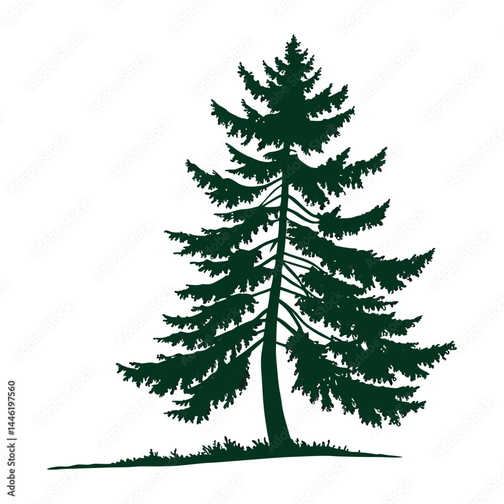 Obraz premium Dark green pine tree silhouette on white background