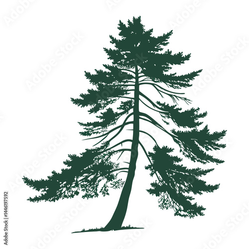 A simple, symmetrical  a tall evergreen pine tree with layered branches, dark green color 