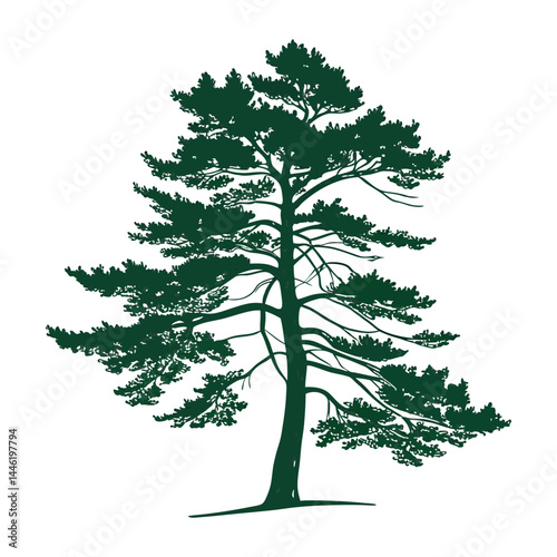 A simple, symmetrical  a tall evergreen pine tree with layered branches, dark green color 