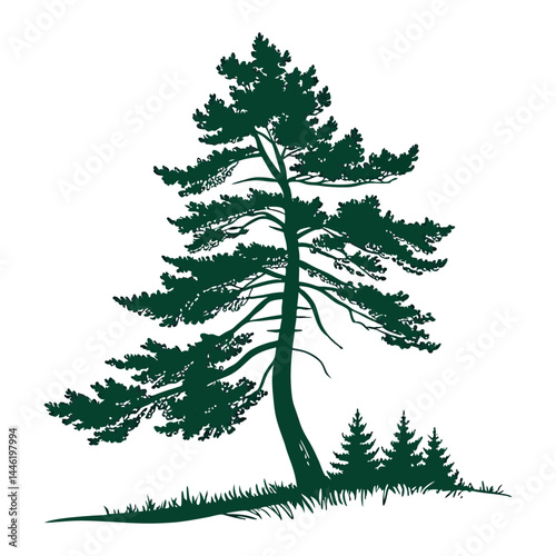 A simple, symmetrical  a tall evergreen pine tree with layered branches, dark green color 