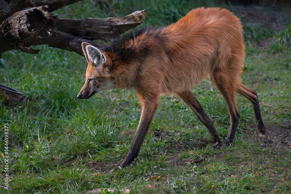 Portrait of a Maned Wolf (Chrysocyon brachyurus)