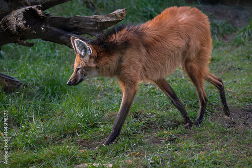 Obraz na płótnie Portrait of a Maned Wolf (Chrysocyon brachyurus) w salonie