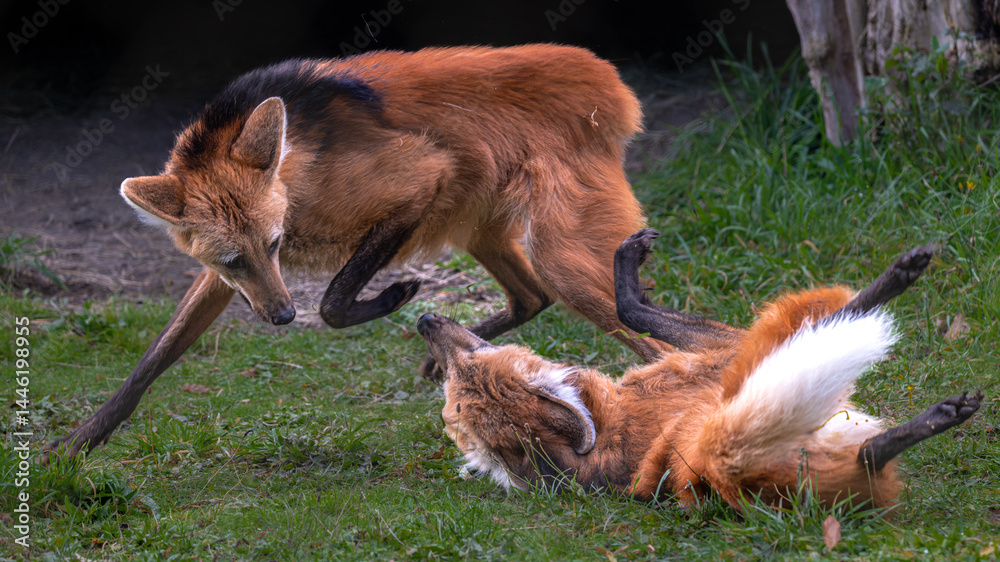 Two Maned Wolves (Chrysocyon brachyurus) Quarreling