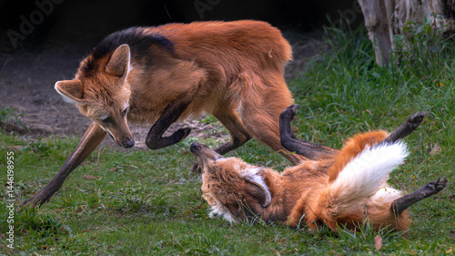Obraz na płótnie Two Maned Wolves (Chrysocyon brachyurus) Quarreling w salonie