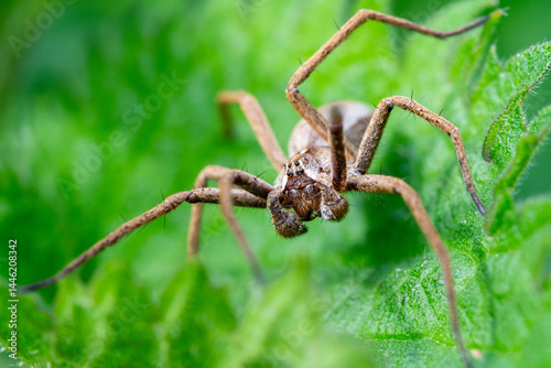 Pisaure admirable (Pisaura mirabilis) sur feuille, araignée en milieu naturel