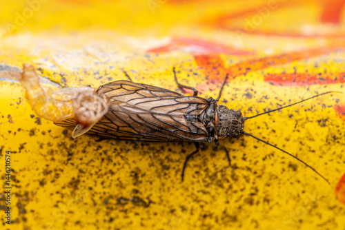 Sialis lutaria en pleine mue sur mobilier urbain, émergence d’un insecte aquatique photo
