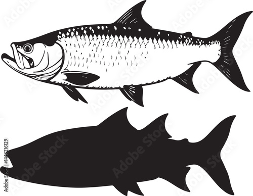 Tarpon Fish Silhouette Vector on White Background