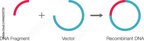Gene DNA. Gene Cloning Plasmids and Recombinant. vector illustration.