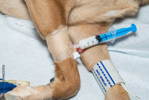 Sick dog with a catheter in its front paw. A syringe with medication is connected to the catheter (veterinarian concept)
