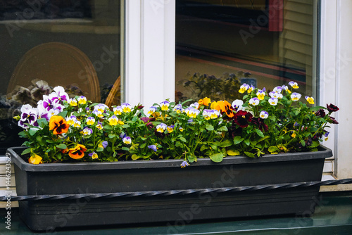 Fotografía Blooming pansies flowers in flower box on window sill outdoors