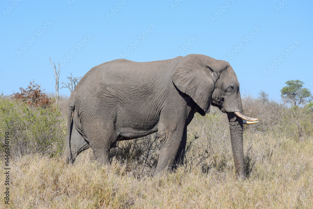 Obraz premium Elephant walking through grassland Savannah field