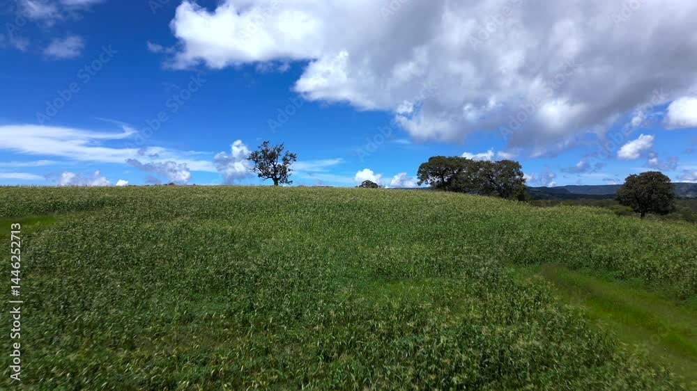 un paisaje de un campo de agricultura de cultivo de maiz con un cielo despejado hermosa con grandes nubes blancas al aire libre medio ambiente de la naturaleza
