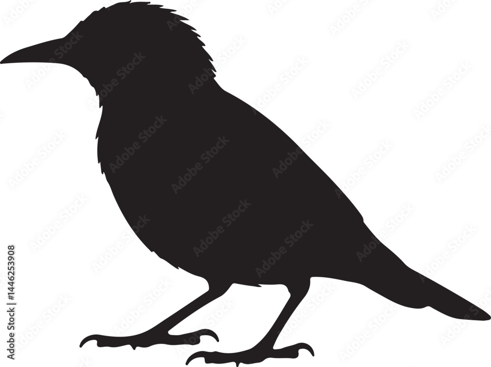 Fototapeta premium Cape Starling Vector Silhouette
