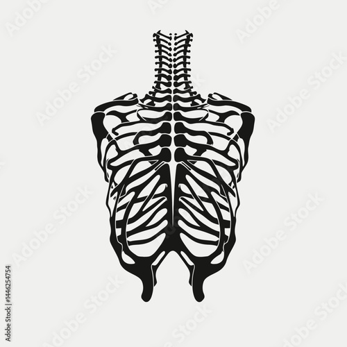 Skeleton anatomy bones spine ribcage human body skeletal system medical black and white diagram illustration