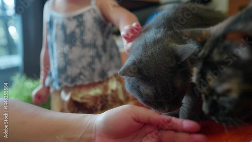 Cute Cat Enjoying Gentle Chin while A woman petting Scratches on couch in living room, owner stroking domestic cat animals at home, Relationship between pets and people.