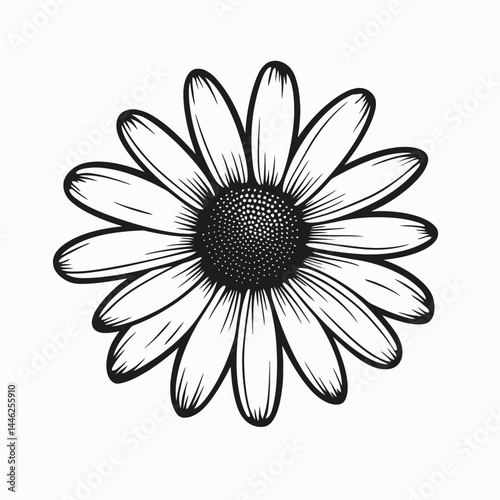 Daisy flower floral petal blossom bloom drawing vector illustration graphic botanical nature design art icon