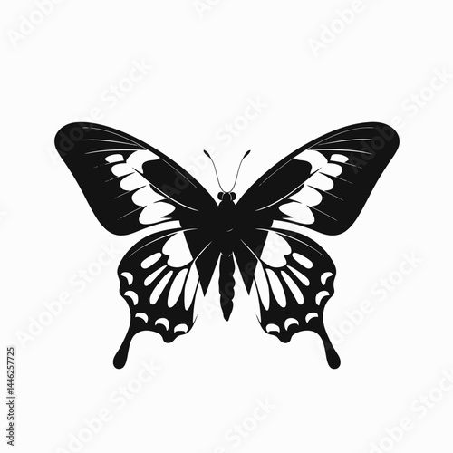 Butterfly vector art design illustration graphic black white wings nature insect beautiful drawing fly