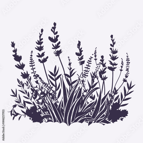 Lavender floral flower plant purple blossom bloom botanical garden spring summer nature aromatic field herb silhouette