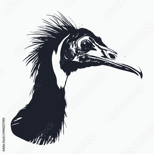 Emu cassowary bird avian wildlife animal nature australian flightless head neck illustration art vector silhouette