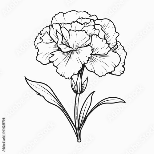 Carnation flower floral bloom blossom botanical garden drawing vector illustration line art design sketch artwork 1 silhouette