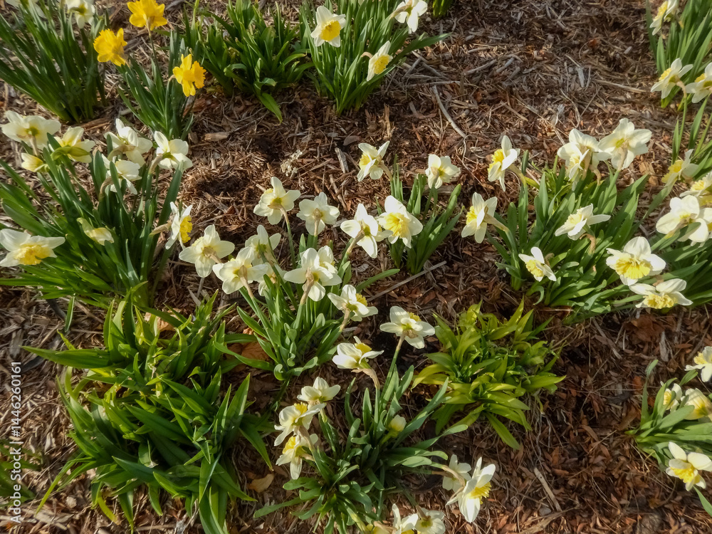 Daffodil Flowers Blooming In The City Garden In Spring In Wisconsin