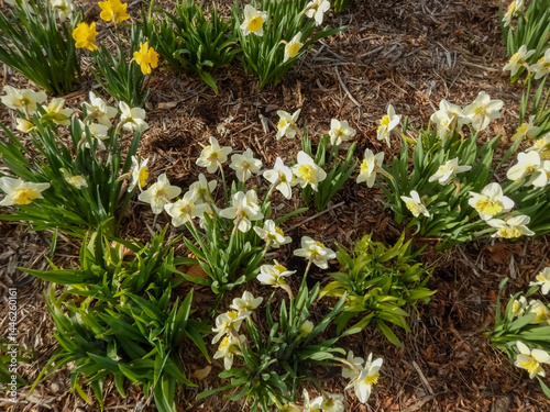Obraz na płótnie Daffodil Flowers Blooming In The City Garden In Spring In Wisconsin w salonie