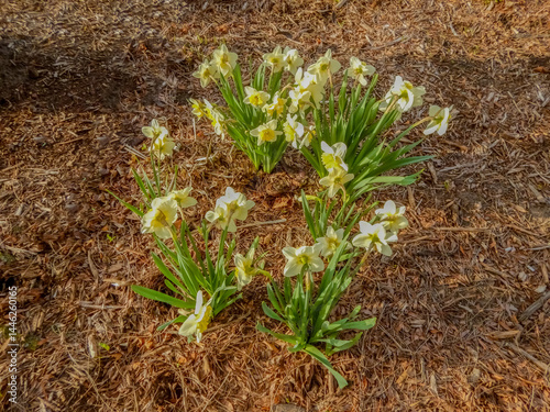 Daffodil Flowers Blooming In The City Garden In Spring In Wisconsin