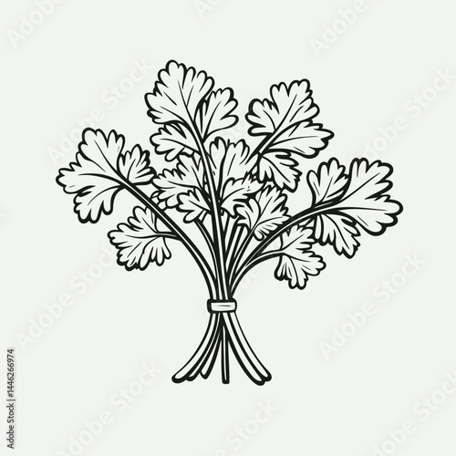 Cilantro parsley herb fresh cooking ingredient food flavor aromatic garnish culinary plant kitchen spice bunch silhouette