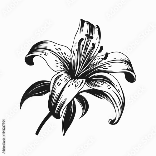 Lily flower floral vector illustration botanical blossom petal plant bloom drawing graphic design art silhouette