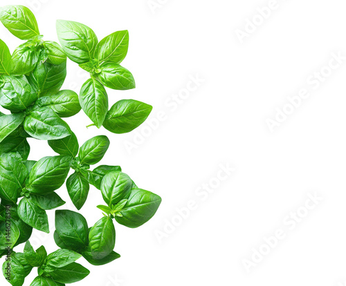 Harvesting fresh basil leaves kitchen food isolated on transparent background