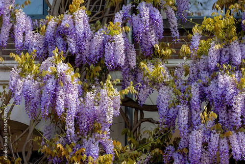 Selective focus of purple flowers Wisteria sinensis or Blue rain, Chinese wisteria is species of flowering plant in the pea family, Its twisting stems and masses of scented flowers in hanging racemes.