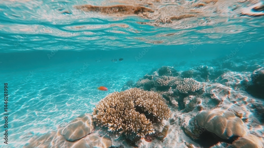 Underwater shot reveals vibrant coral reef and marine life