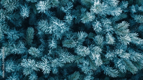 Obraz na płótnie Frosty Pine Branches Winter Wonderland Scene w salonie