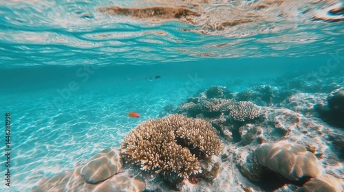 Obraz na płótnie Underwater shot reveals vibrant coral reef and marine life w salonie