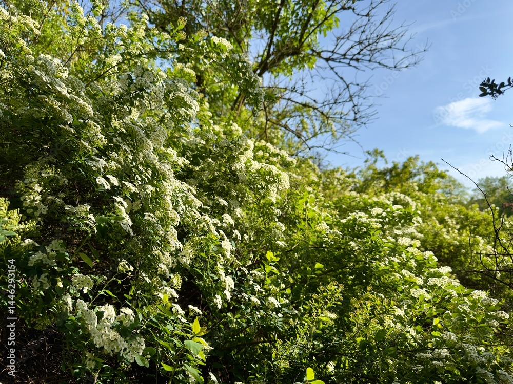 Fototapeta premium Flowering Shrub with White Blossoms and Green Leaves