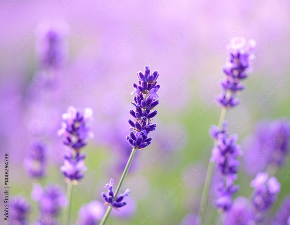 Close-up of vibrant lavender flowers in bloom against soft focus background Close-up of vibrant lavender flowers in bloom against soft focus background