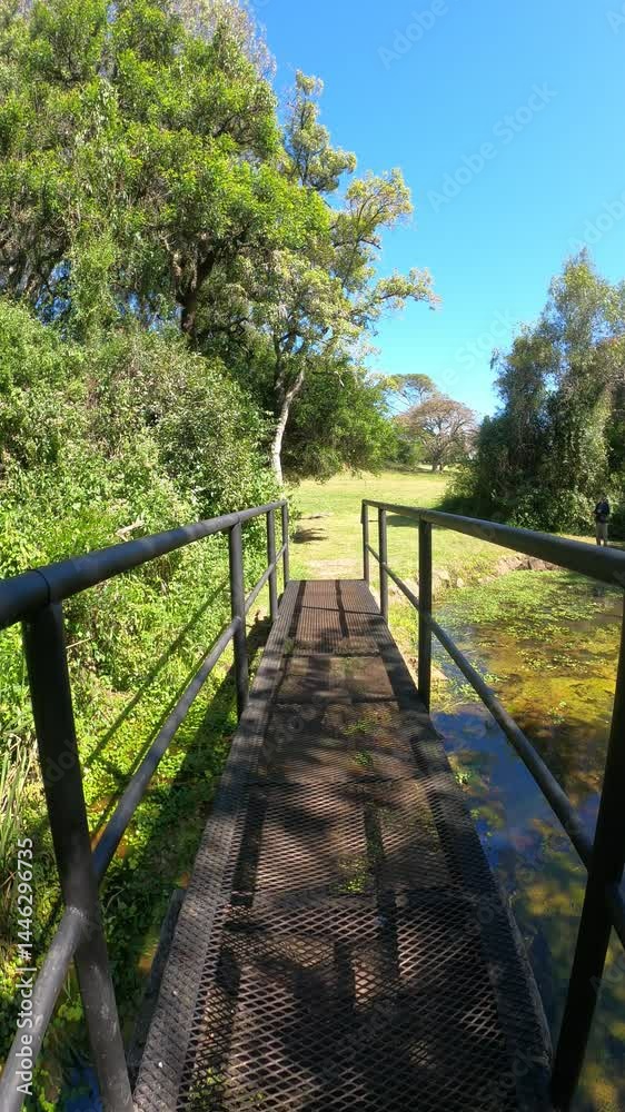 puente de un sendero en el bosque puente de un sendero en el bosque