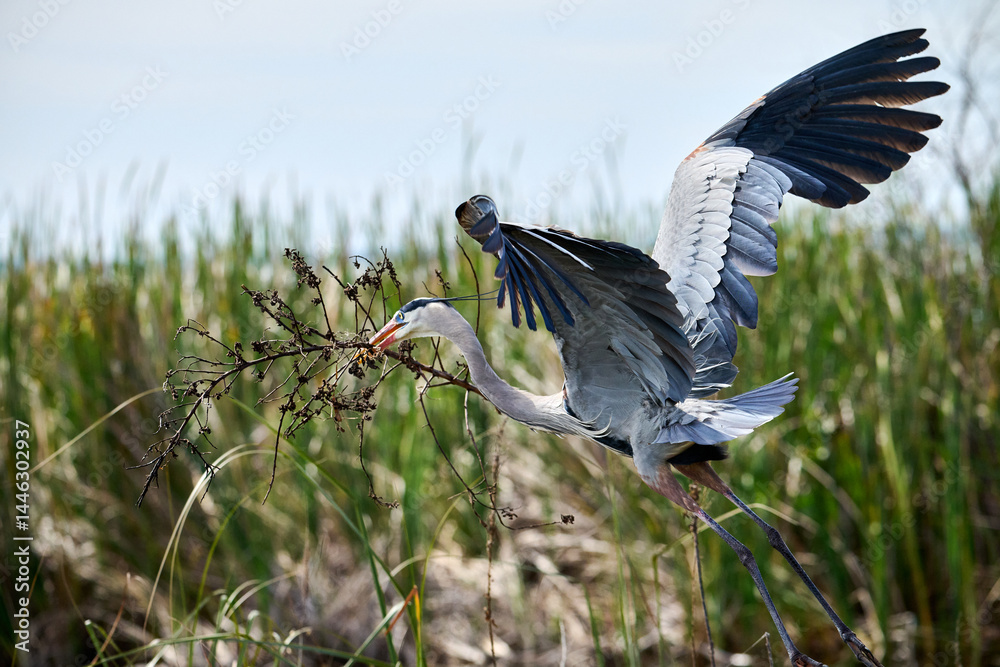 Naklejka premium This is a nesting blue heron in flight 