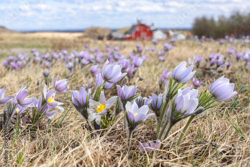 Prairie landscape with early wildflowers Pulsatilla patens (Prairie crocus or Eastern pasqueflower) growing in dry grass. Blue sky, red barn and hills on the background. Kleskun Hill, Alberta, Canada photo