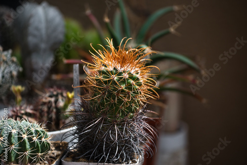 Cactus Parodia maassii v. multispina KK453 growing in a white pot among other cacti. Close-up of green cactus with orange needles on a dark background