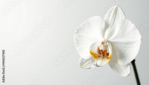 Delicate white orchid blossom on pure white backdrop, simple, design, organic
