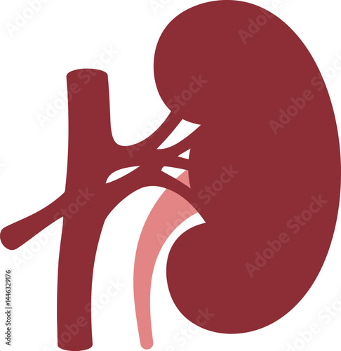 Human kidney anatomy vector illustration showing renal artery and vein in red and pink colors for medical education 