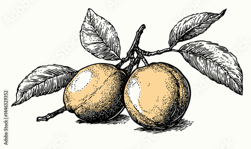 Hand Drawn Peach or Apricot Fruit Sketch in Minimalist Engraved Style Vector
