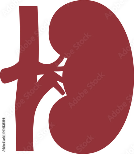 Human kidney anatomy vector illustration showing renal artery and vein in maroon color design