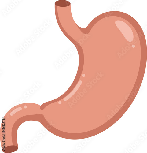 Human Stomach Anatomical Organ Vector Illustration for Medical and Educational Use 