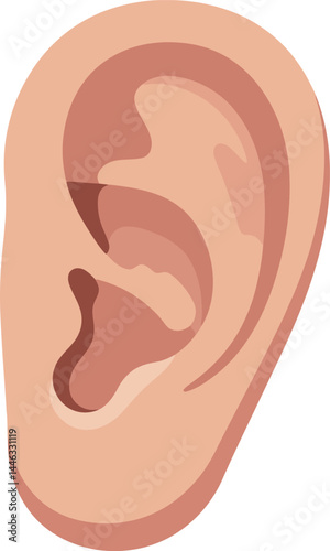 Human ear anatomy vector illustration showing detailed outer ear structure in natural skin tones for educational use 