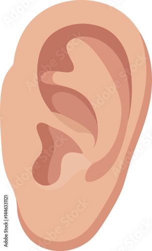 Human ear anatomy illustration showing outer ear details in natural skin tones vector graphic 