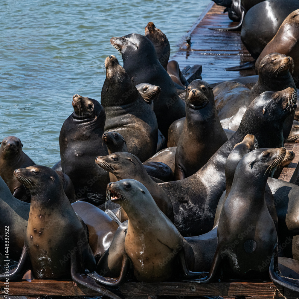 Fototapeta premium California Sea Lion