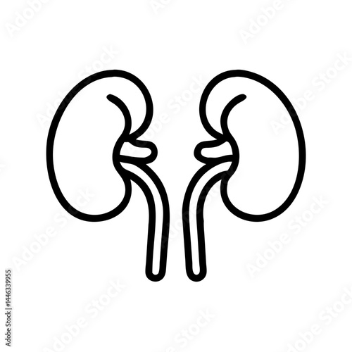 Human kidneys, organ health and anatomy, thin line vector icon with transparent background